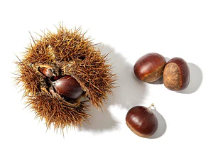 Castaño Árbol Frutal