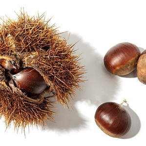 Castaño Árbol Frutal