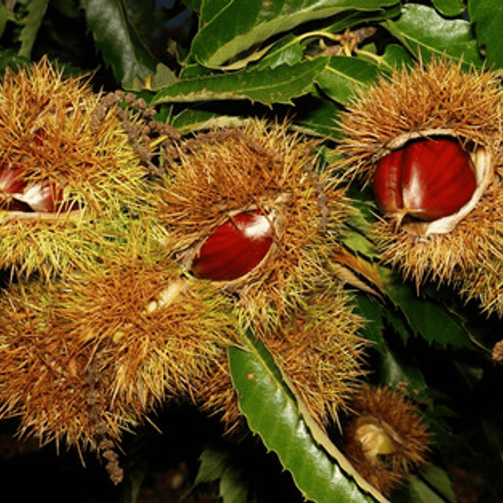 Castaño Árbol Frutal 2