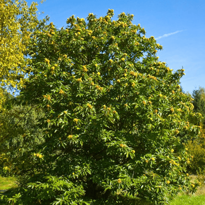 Castaño Árbol Frutal 3