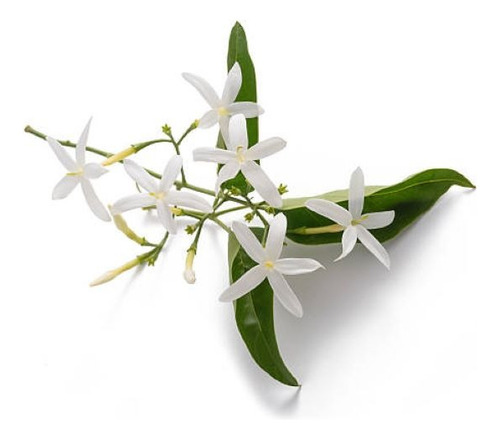 Jazmín Poleanta Trepadora Ornamental Perfumado 1