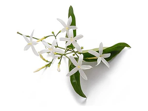 Jazmín Poleanta Trepadora Ornamental Perfumado