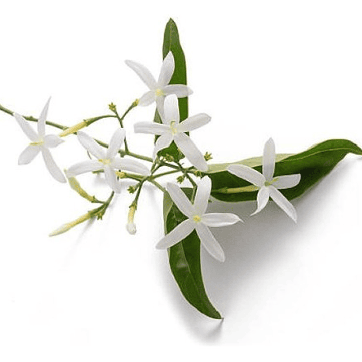 Jazmín Poleanta Trepadora Ornamental Perfumado 1