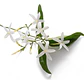 Jazmín Poleanta Trepadora Ornamental Perfumado - Miniatura 1