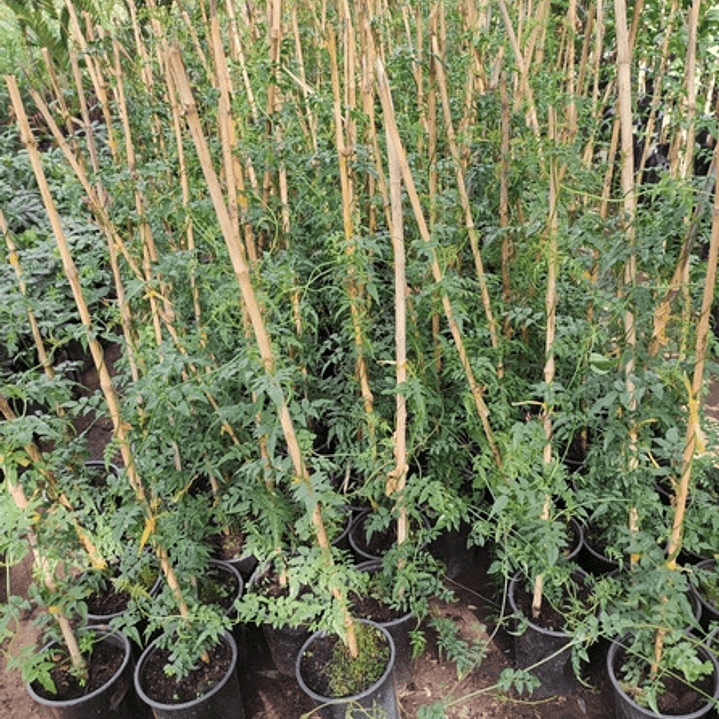 Jazmín Poleanta Trepadora Ornamental Perfumado 4