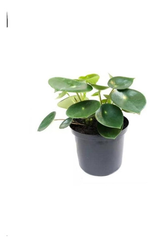 Peperomia Cucharita Planta Interior 1
