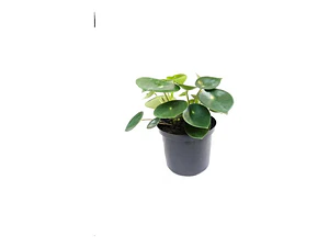 Peperomia Cucharita Planta Interior