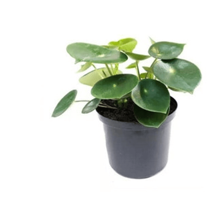 Peperomia Cucharita Planta Interior 1