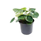 Peperomia Cucharita Planta Interior - Miniatura 1