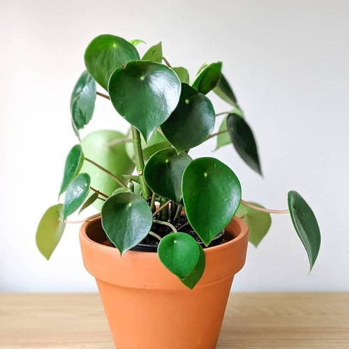 Peperomia Cucharita Planta Interior 2