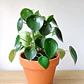 Peperomia Cucharita Planta Interior - Miniatura 2