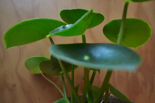 Peperomia Cucharita Planta Interior 3