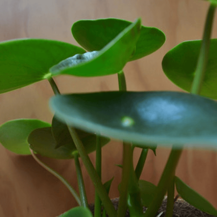 Peperomia Cucharita Planta Interior 3