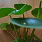 Peperomia Cucharita Planta Interior - Miniatura 3