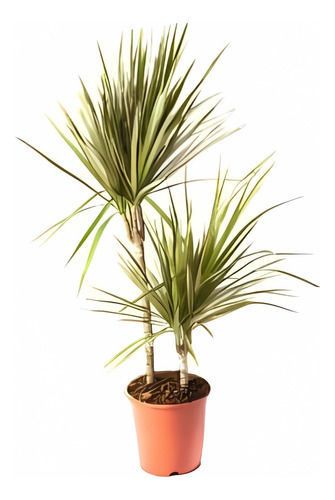 Dracena Verde Dracena Marginata Árbol Ornamental 1