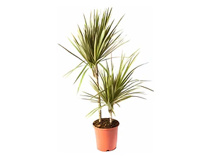 Dracena Verde Dracena Marginata Árbol Ornamental