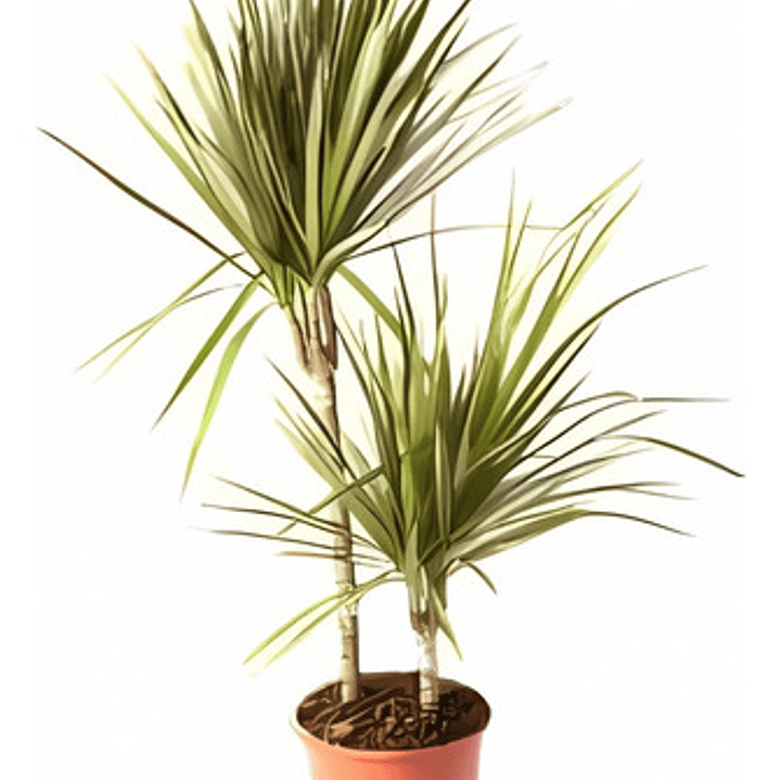 Dracena Verde Dracena Marginata Árbol Ornamental 1