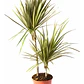 Dracena Verde Dracena Marginata Árbol Ornamental - Miniatura 1