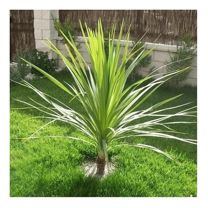 Dracena Verde Dracena Marginata Árbol Ornamental 2