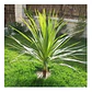 Dracena Verde Dracena Marginata Árbol Ornamental - Miniatura 2