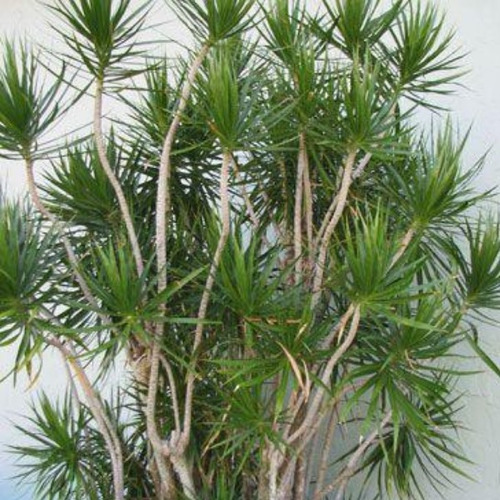 Dracena Verde Dracena Marginata Árbol Ornamental 2
