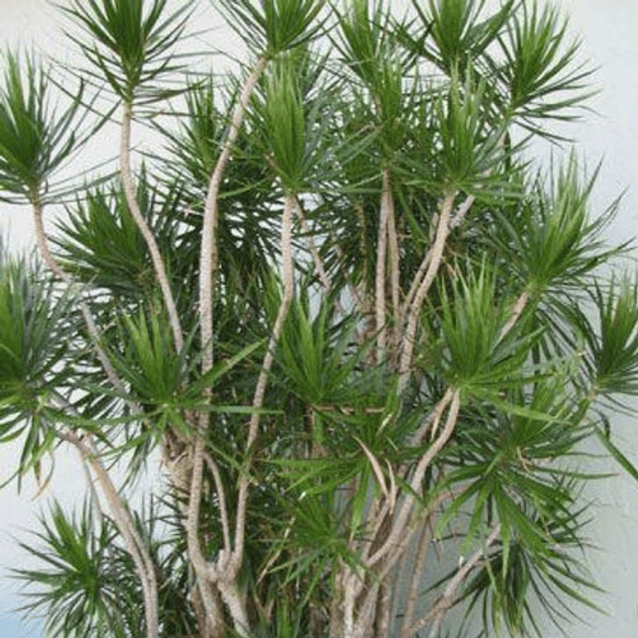 Dracena Verde Dracena Marginata Árbol Ornamental 3