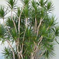 Dracena Verde Dracena Marginata Árbol Ornamental - Miniatura 3
