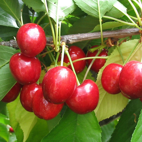 Cerezo Lapins Árbol Frutal Injertado 2