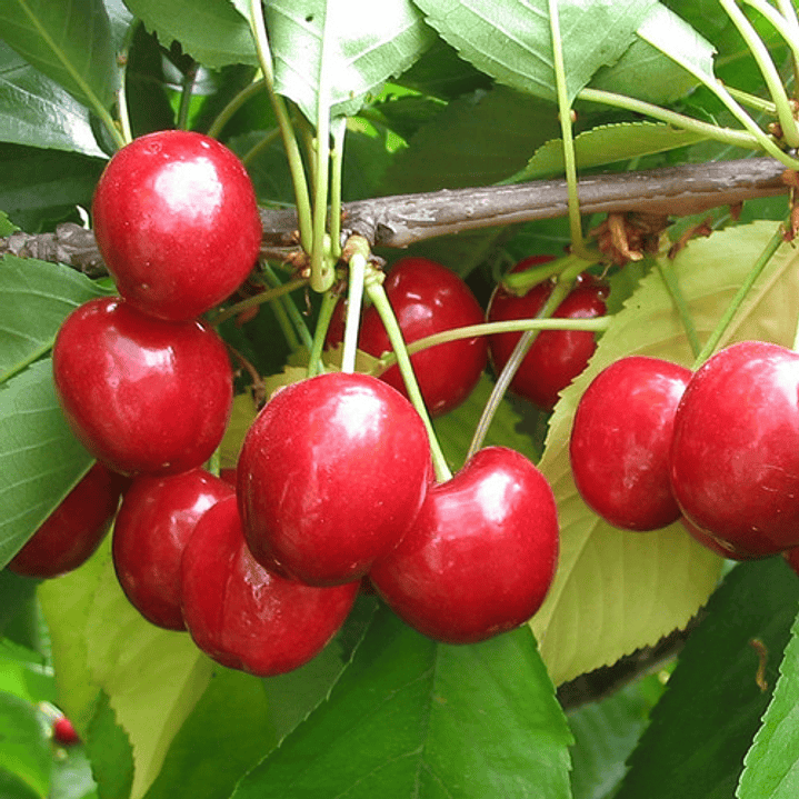 Cerezo Lapins Árbol Frutal Injertado 2