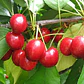 Cerezo Lapins Árbol Frutal Injertado - Miniatura 2