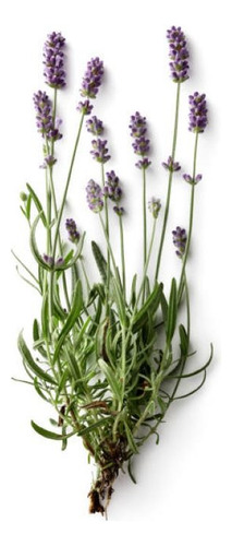 Pack De 5 Lavanda Francesa Pequeña Ornamental Aromática 1