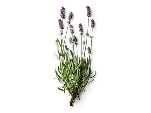 Pack De 5 Lavanda Francesa Pequeña Ornamental Aromática