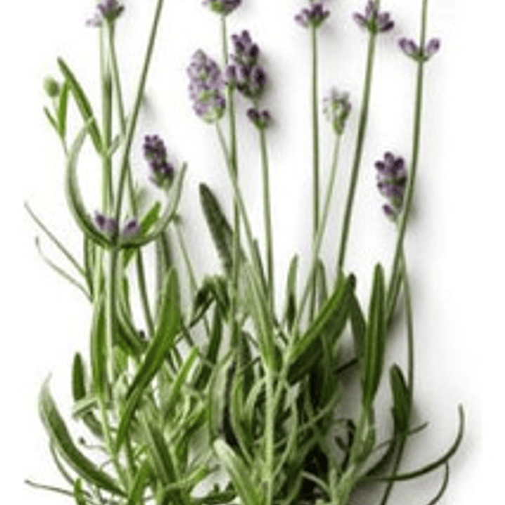 Pack De 5 Lavanda Francesa Pequeña Ornamental Aromática 1