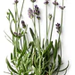 Pack De 5 Lavanda Francesa Pequeña Ornamental Aromática - Miniatura 1
