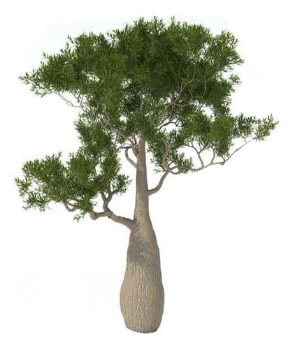 Brachichito Pequeño Árbol Ornamental 1
