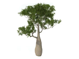 Brachichito Pequeño Árbol Ornamental