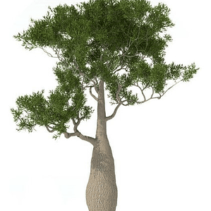 Brachichito Pequeño Árbol Ornamental
