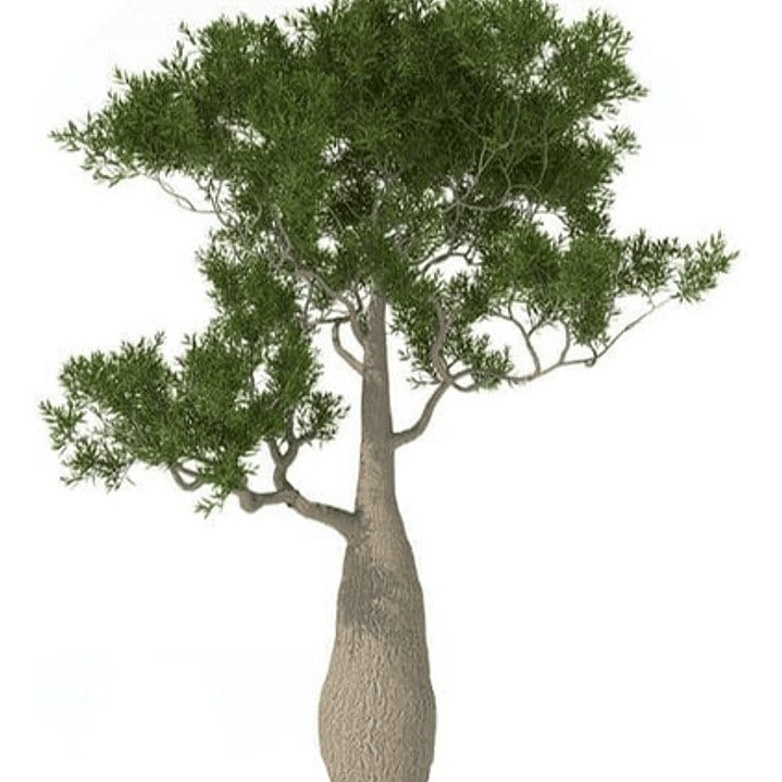 Brachichito Pequeño Árbol Ornamental 1