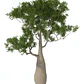 Brachichito Pequeño Árbol Ornamental - Miniatura 1