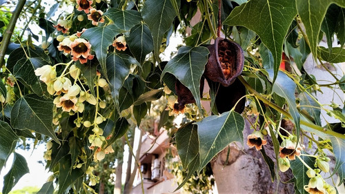 Brachichito Pequeño Árbol Ornamental 2