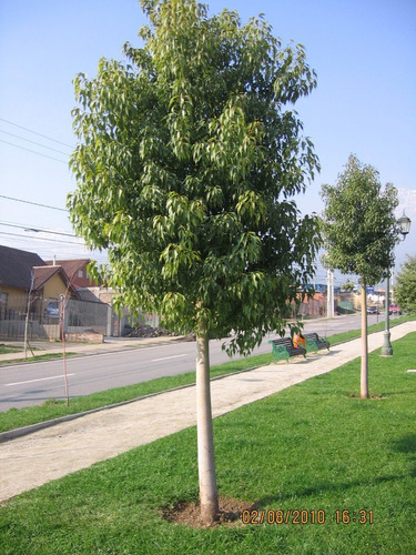 Brachichito Pequeño Árbol Ornamental 3