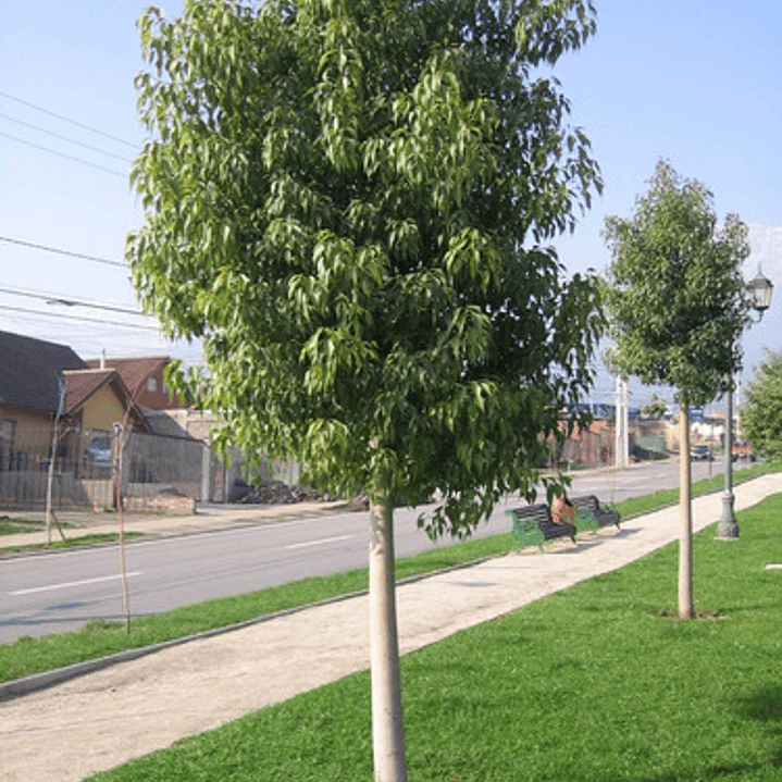 Brachichito Pequeño Árbol Ornamental 3