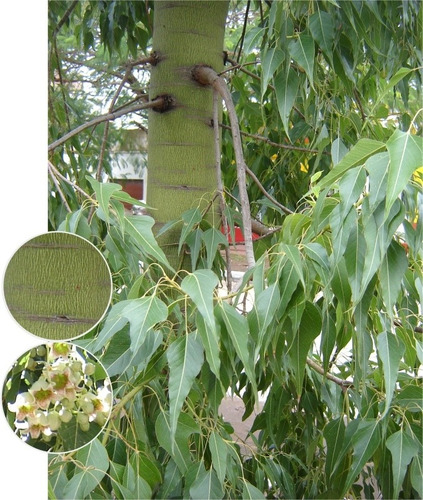 Brachichito Pequeño Árbol Ornamental 4