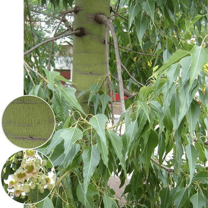 Brachichito Pequeño Árbol Ornamental 4