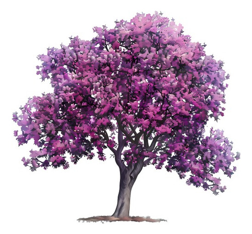 Árbol De Judas/ Árbol Del Amor Árbol Ornamental 1