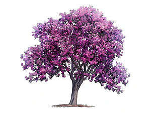 Árbol De Judas/ Árbol Del Amor Árbol Ornamental