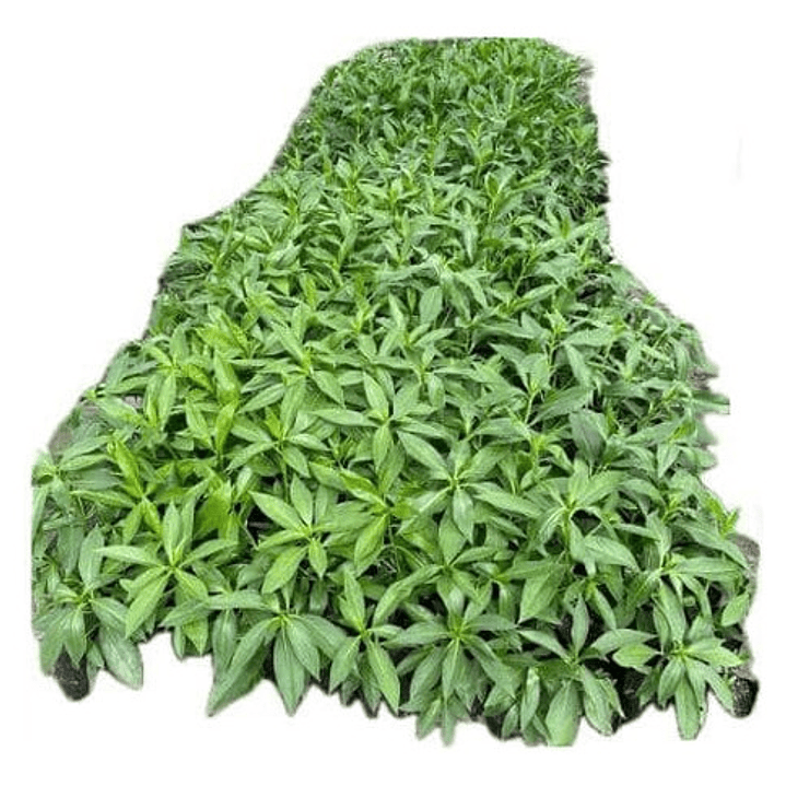 Pack De 50 Miosporo Arbustivo Para Cierre 1