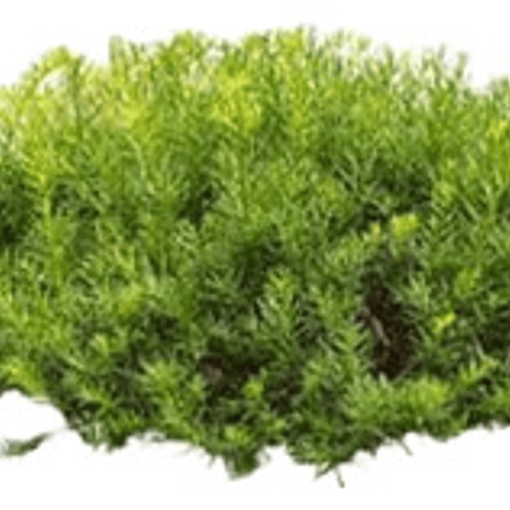 Pack De 50 Miosporo Arbustivo Para Cierre 3