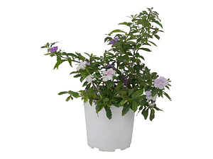 Diamelo Arbusto Ornamental Perfumado