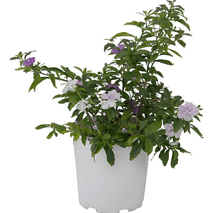 Diamelo Arbusto Ornamental Perfumado